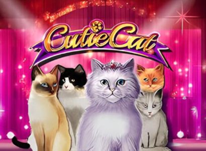 Cutie Cat