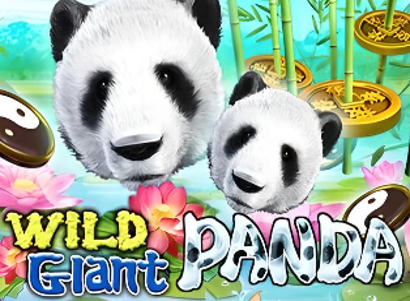 Wild Giant Panda