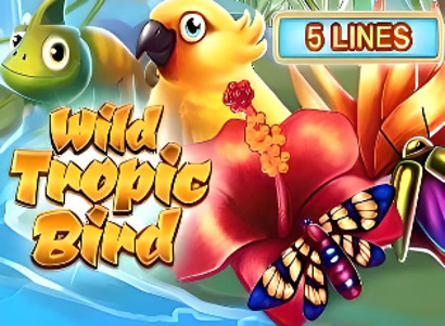 Wild Tropic Bird