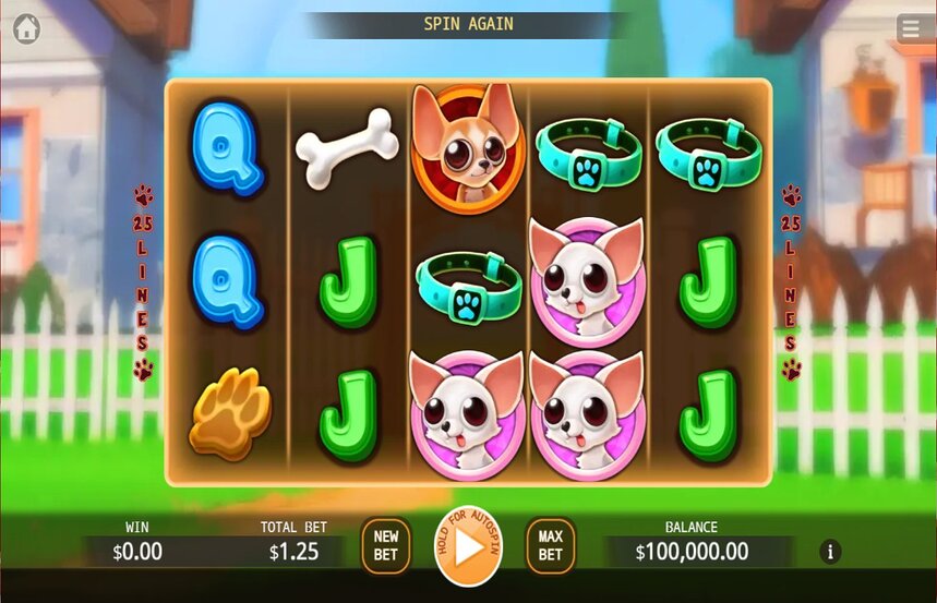 Chihuahua Party
