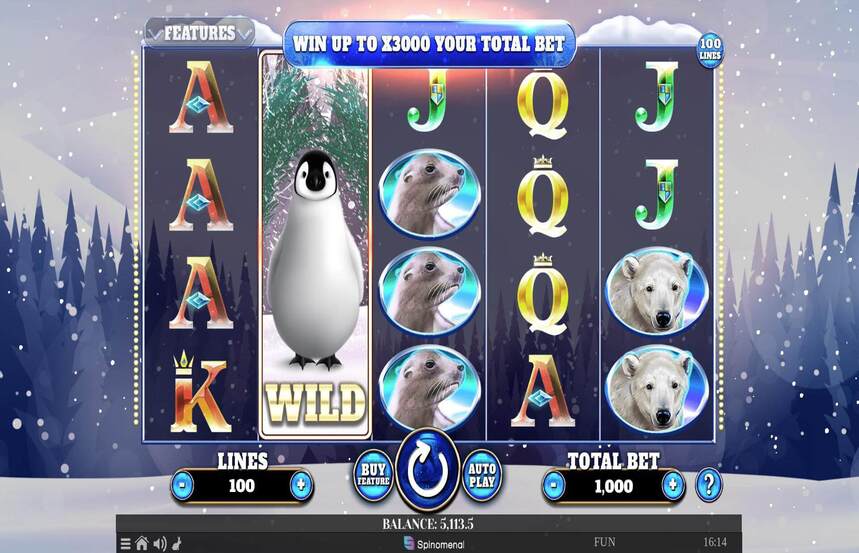 Wild Penguin
